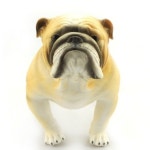 불독 강아지장난감 반디 어린이 : 아이템 8번지