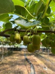 농장직영 산지직송 고당도 제주산 레드키위 꿀다래 제주농민의 딸 서귀포 레드키위 : 농민의 딸