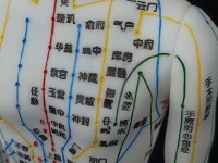 침자리 혈자리 한의원 실습 교육용 한의학 인체 모형 전신 : 글로벌커넥션