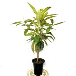 비파나무 대형 정원수 계절수 비파묘목 소담꽃농원 : 소담꽃농원