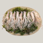 풍기인삼 750g 9-10뿌리 : 풍기환웅홍삼
