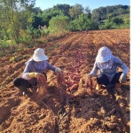 당진 호박 고구마 10kg 못난이 꿀 고구마 : 아줌마농장