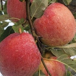 문경사과 감홍 10kg 정품 감홍사과 경북 문경 사과 산지직송 : 봉서자연농장