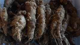 자연산 산더덕,  야생산더덕,500g, - 높은산 산더덕 : 두위봉농산 야생약초나라