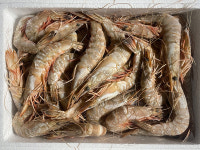 서해 자연산 대하 봄 가을 왕 새우 1Kg 1.8Kg  깐대하 새우살 500g : 대아랑