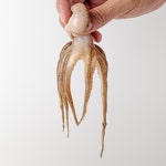 주꾸미 철 쭈꾸미 1kg 생물 냉동 알 : 예담살림곳간