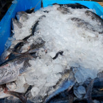 참 다랑어 필렛 통 참치 메지마구로 참다랑어새끼 회 손질 시메완료 생물 동해안 국내산 : 청정한끼푸드마켓