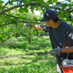 산지직송 지오농장 신고배 7.5kg (8~10과) 선물용 특대과 달콤한배 : 지오농장 신고배