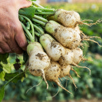 국산 알타리 무 1단 2.5kg내외 총각무 무우 김장 총각김치 : 남도5일장