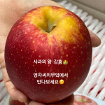 영자씨의부엌x도시농장 사과의 왕,  감홍사과 : 안채.