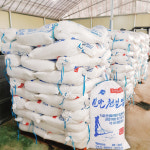 해남 절임배추 김장 절인 저림 배추 20kg : 구봉마을박가네