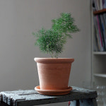 숲의 속삭임 아스파라거스 미리오클라두스 인테리어 식물 화분 빈티지 토분 : 러브피어리