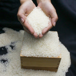 24년 햅쌀 상급 김포 금쌀 고시히카리 여주 진상미 프리미엄 국내산 쌀 : 햇살 가득한 농장