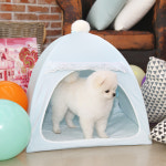 펫스타 원터치 애견텐트 소형 강아지집 방석세트 애견용품 하우스 텐트 : 혜림컴퍼니