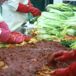 해남절임배추+김장양념 세트 (절임배추 10kg + 국내산양념 3.5kg) : 한들농장