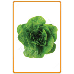 큐오레 상추씨앗 로메인타입 유럽상추씨앗 종자 100립 : 팜앤리빙