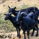 미산약초농장 흑염소진액 80ml 30포 흑염소 엑기스 남녀노소 : 소중한 우리아기