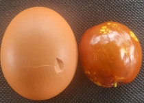 달고 맛있는 사과대추 중과 (36~40) 판매합니다^^ : 사과대추 다희농원
