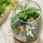 사철 LED 테라리움 DIY 원예 키트 만들기 반려식물 플랜테리어 공기정화 비바리움 이끼 키우기 : 하이모스