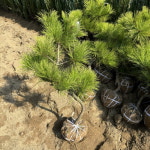 황금소나무 조형 소나무 조경수 6년생 : 충청농원