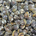 냉동 생물 재첩 조개 20kg 재첩국 업소용 대용량 : 주식회사 세인