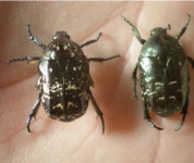 풍뎅이(흰점박이 꽃무지) 키우기 SET : 파머스웨이