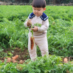 제주 구좌 당근 흙 제철 3kg 5kg : 제주동산농장