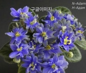 N아담 / 미니 바이올렛 사계절피는꽃 공기정화식물 하니플랜트 : 하니 플랜트
