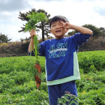 제주 구좌 당근 흙 제철 3kg 5kg : 제주동산농장