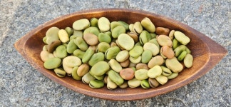 햇상품 직접재배 국산 파바빈 초록색 잠두콩 파바콩 식용 종자 1kg : 동진농장