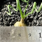 아프리카식물/알부카 스피랄리스-4692 아프리카농장 : 아프리카농장-다육.선인장