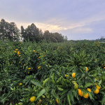 제주 서귀포 새콤달콤 노지 감귤 3kg 5kg 10kg 조생 가정용 선물 : 마이감귤농장