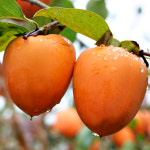 서리맞은 하동 대봉감 5kg, 10kg 왕특대 대봉홍시, 지리산 : 지리산오색농장