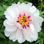 목단나무 묘목 1지 월궁촉각 (개화주) 모란꽃 목단 : 한밭농원