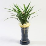 채홍 승진 취임 개업 동양란 동양난 승진 취임 개업 축하 선물 전국 꽃배달 24시간 통화 : 16441644꽃배달