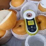 ★덕실농장 게르마늄 나주배7.5kg 한정수량 /무료배송 : 투유 라이프