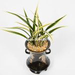 황용금 고급화기 동양란 동양난 승진 취임 개업 축하 선물 전국 꽃배달 24시간 통화 : 16441644꽃배달