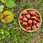 유기농 부여햇밤 생밤 알밤 1kg 크기다양 : 웃골농원