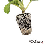 케일 모종 2개 만추콜라드 : 변산육묘장
