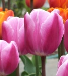 튤립 아프케 구근 조기개화 왜성 튜울립 추식구근 오리지널 봄꽃 노지월동 : 가든아울렛