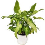 무늬싱고니움 공기정화식물 인테리어식물 카페식물 소품 랜덤발송 약 25cm : 단골 플라워 가든