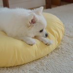 6가지 포근한 무지 컬러 강아지 쿠션 커버분리형 방석 세트 : 왈왈 walwal