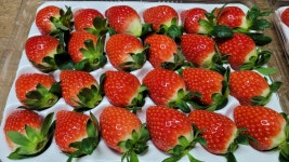 딸기 설향 금실 산청 프리미엄 생딸기 : 청광농수산