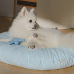 6가지 포근한 무지 컬러 강아지 쿠션 커버분리형 방석 세트 : 왈왈 walwal