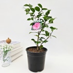 겹동백 블랙로즈 중대품 화분 장미 동백나무 관엽 오래가는 꽃 묘목 식물 키우기 : 모종파는곳