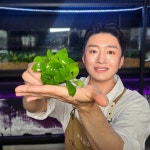 골든나나 나나수초 아누비아스나나 : 초록공간스토어