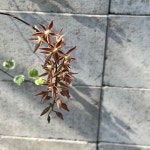 꽃대없음 마크라데니아 멀티플로라 Macradenia Multiflora : 찬란한 오키드