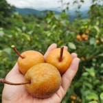 [서기네농장] 토종 야생돌배 산돌배 광양 백운산 돌배 : 서기네농산물