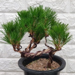 소나무분재28 - 해송분재 : 샬롬꽃농원