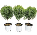 베하몰 실내 화초 1+1+1 외목대 토피아리 율마 약50cm : 베스트 하우스